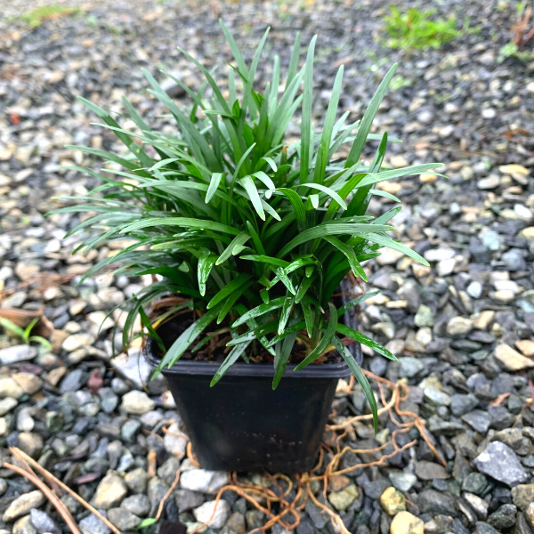 dwarf mondo grass in a 3-Inch Pot