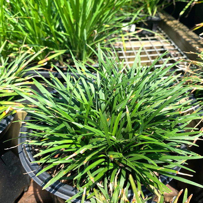 dwarf mondo grass in a 1-Gallon Pot