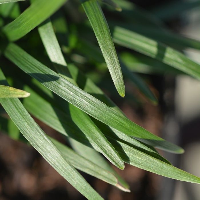 Dwarf Mondo Grass with fine grass-like foliage for rock gardens and borders