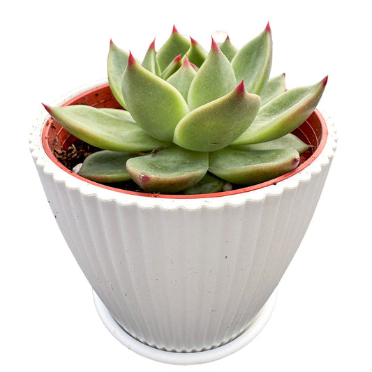 Echeveria Agavoides 'Blue Dragon' (4 inch)