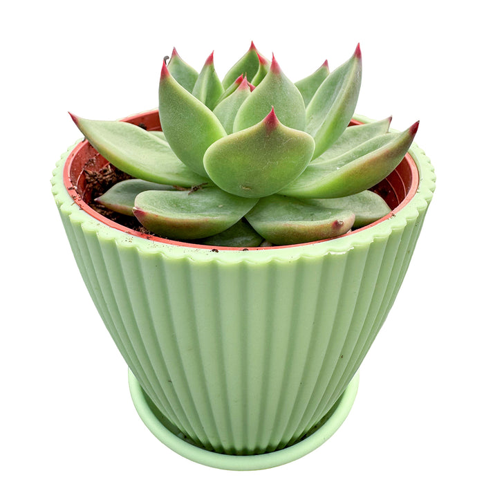 Echeveria Agavoides 'Blue Dragon' (4 inch)