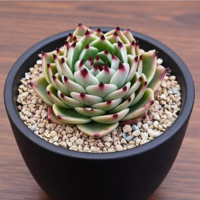 Echeveria Agavoides 'Blue Dragon' (4 inch)