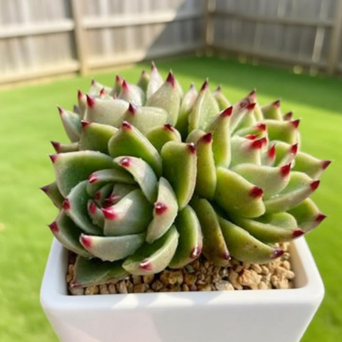 Echeveria Agavoides 'Blue Dragon' (4 inch)
