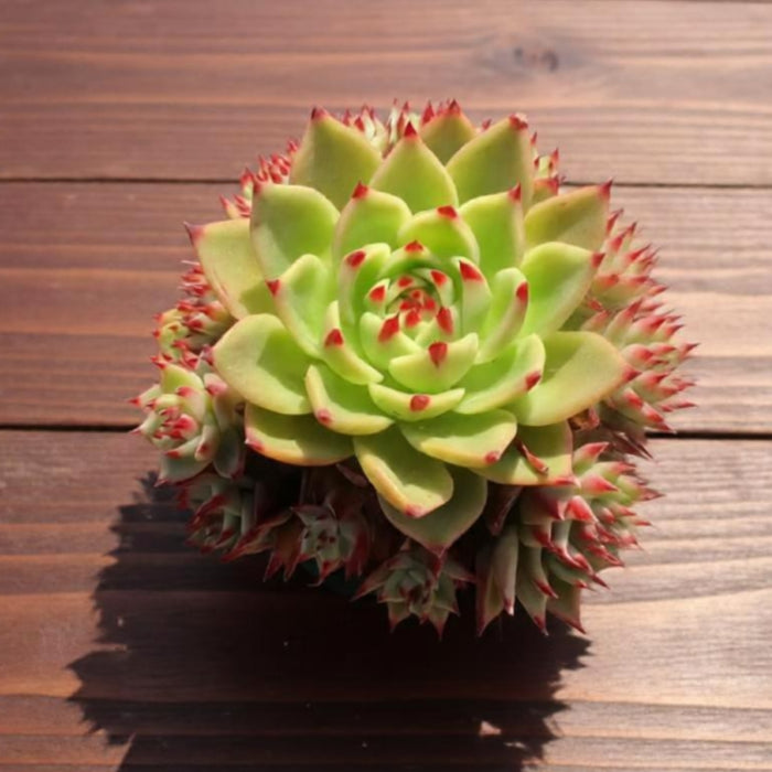 Echeveria Agavoides 'Blue Dragon' (4 inch)