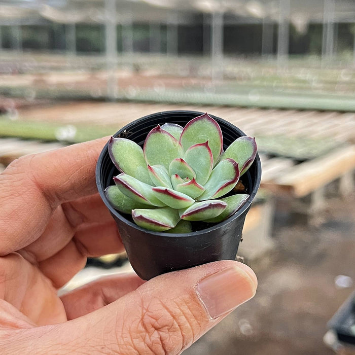 Echeveria Mexican Pulidonis