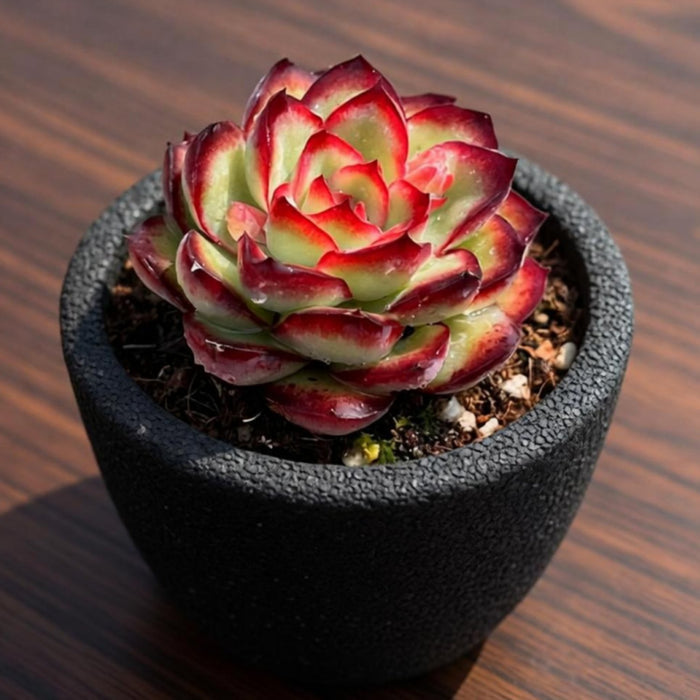 Echeveria Mexican Pulidonis