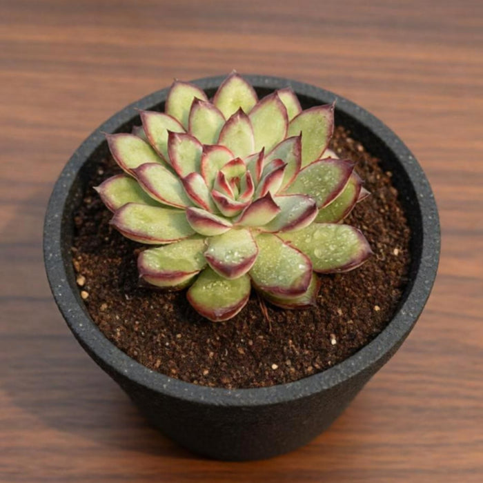 Echeveria Mexican Pulidonis