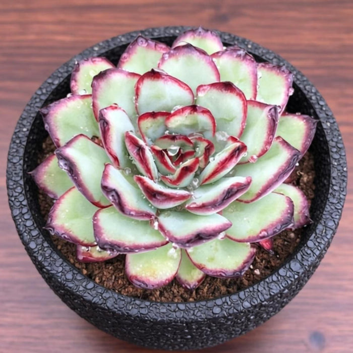 Echeveria Mexican Pulidonis