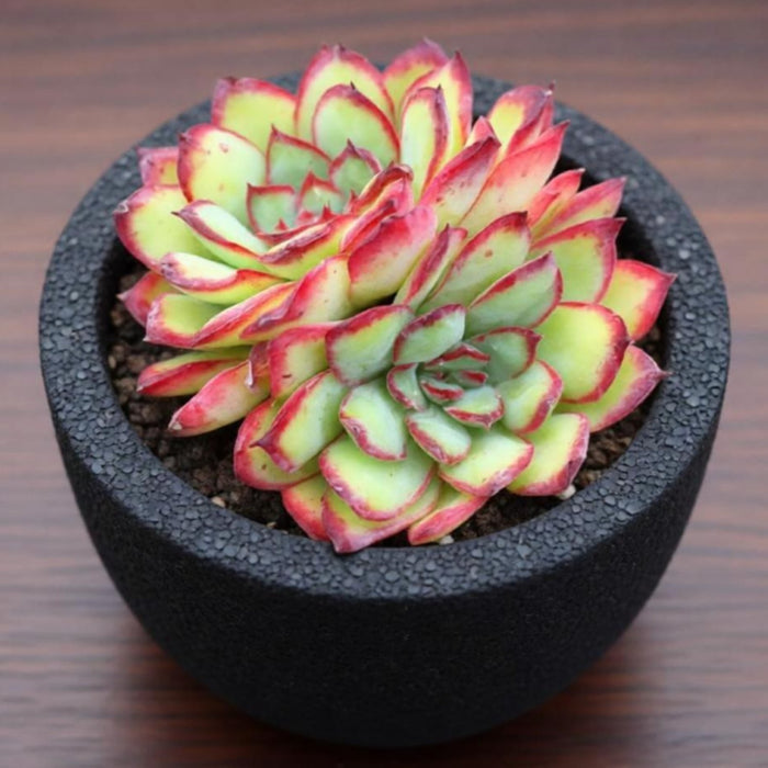 Echeveria Mexican Pulidonis