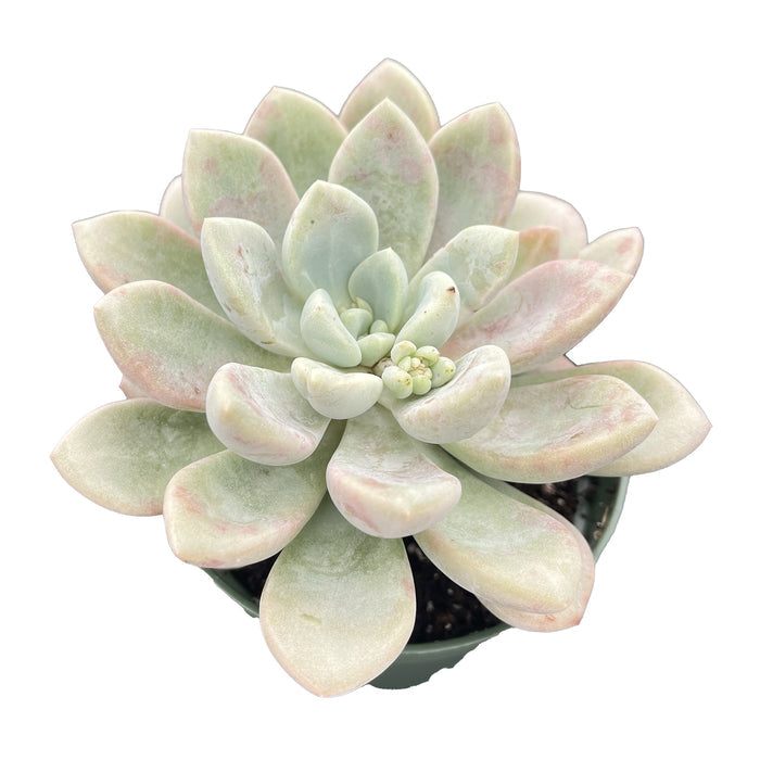 Echeveria Spotted Deer (4 inch)