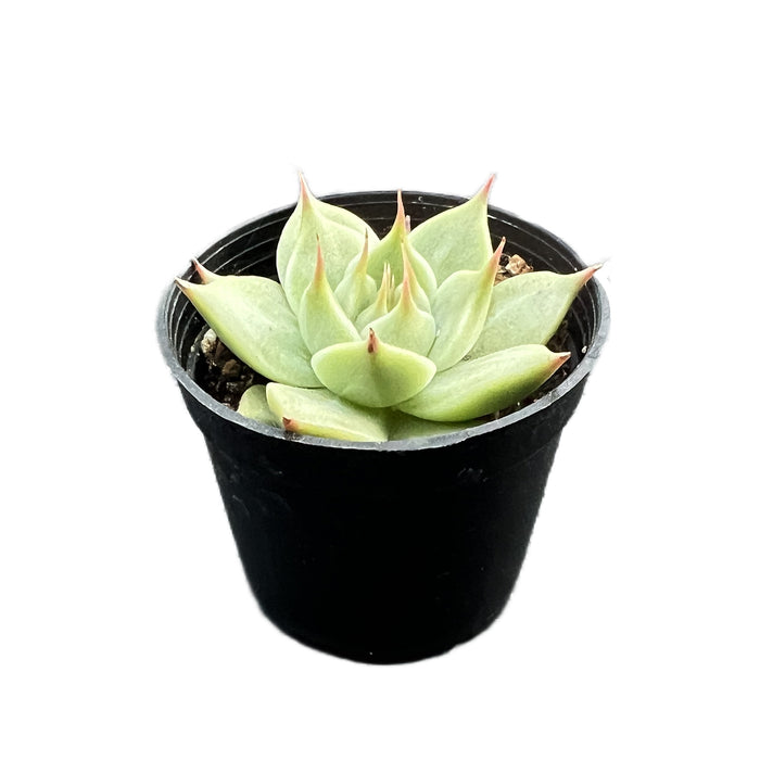 Echeveria Toscannelly