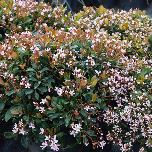 Eleanor Taber™ Indian Hawthorn with pink spring flowers and evergreen foliage