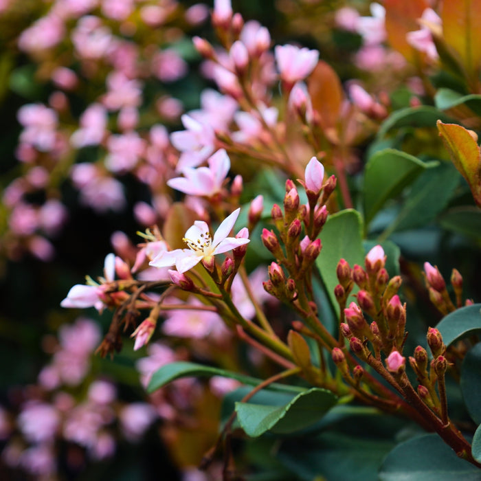 Eleanor Taber™ Indian Hawthorn blooming with clusters of soft pink flowers