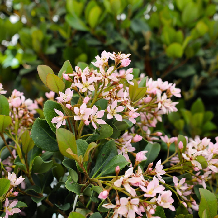 Compact evergreen Eleanor Taber™ Indian Hawthorn in a sunny foundation bed