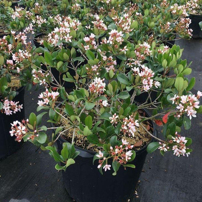 Eleanor Taber Indian Hawthorn shrub in a 3-Gallon Pot