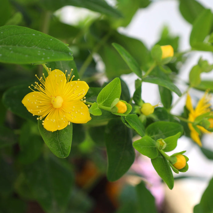 Bright yellow flowers on First Editions® Pumpkin Hypericum in summer