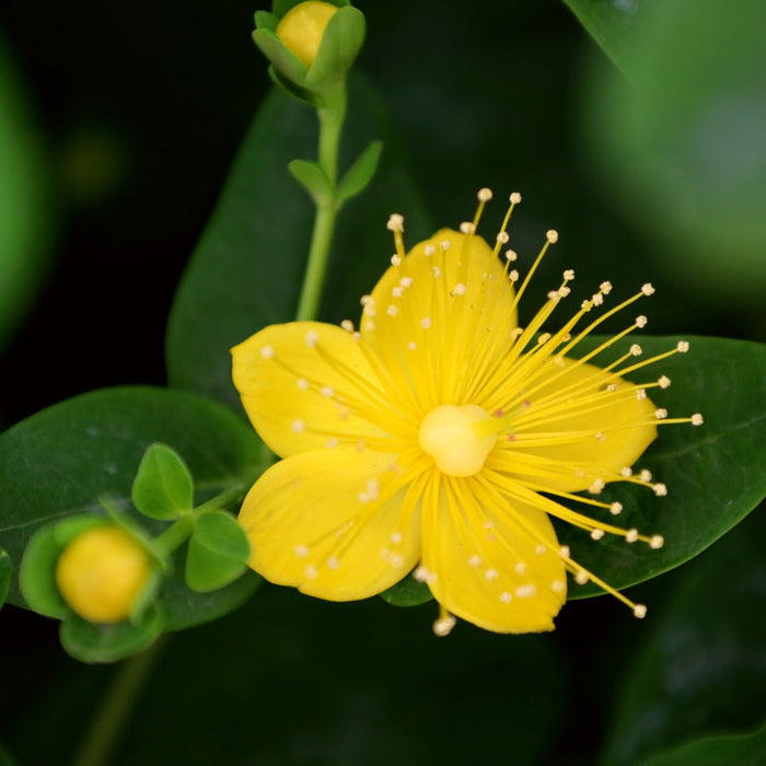 close up of Bright yellow flowers on First Editions® Pumpkin Hypericum