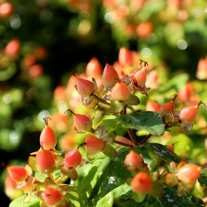 First Editions® Pumpkin Hypericum showing clusters of orange fall berries