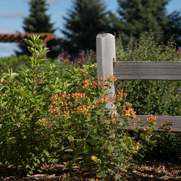 First Editions® Pumpkin Hypericum with bright yellow flowers and glowing orange berries
