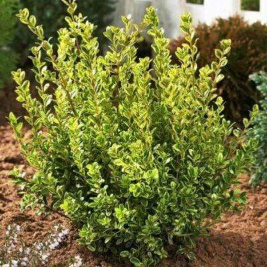 Rounded Golden Dream boxwood shrub with dense evergreen form, compact habit, and lime-gold variegation in full sun