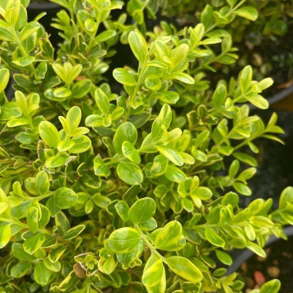 Close-up of Golden Dream boxwood foliage showing glossy green leaves with golden-yellow margins and crisp variegation detail