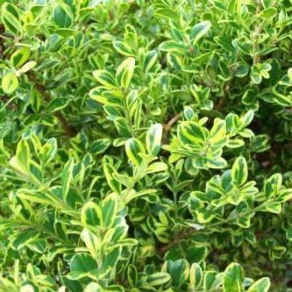 Close-up of Golden Dream boxwood foliage showing glossy green leaves with whitish-yellow margins and crisp variegation detail after spring growth has hardened
