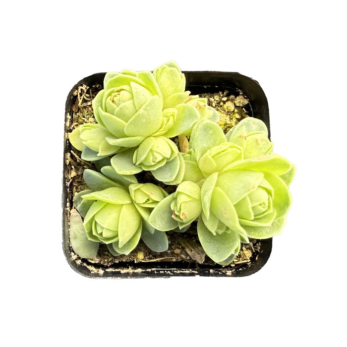 Greenovia Dodrantalis