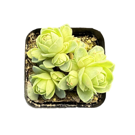 Greenovia Dodrantalis