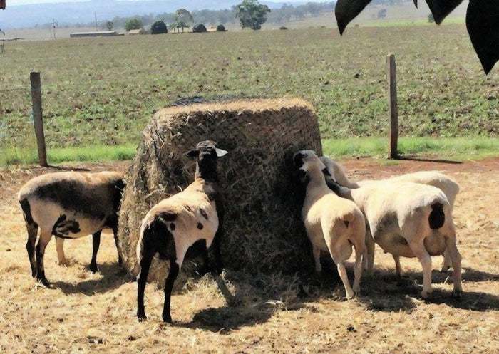 Gutzbusta Knotted Round Bale Net