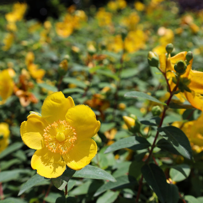 Hidcote St. John’s Wort with bright golden yellow flowers and blue-green foliage