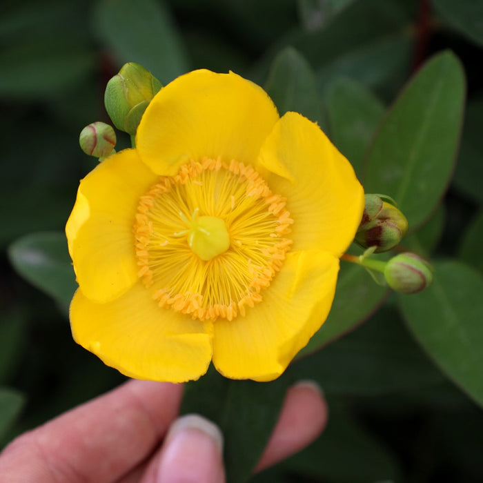 Hidcote St. John’s Wort blooming in summer with vivid yellow flowers
