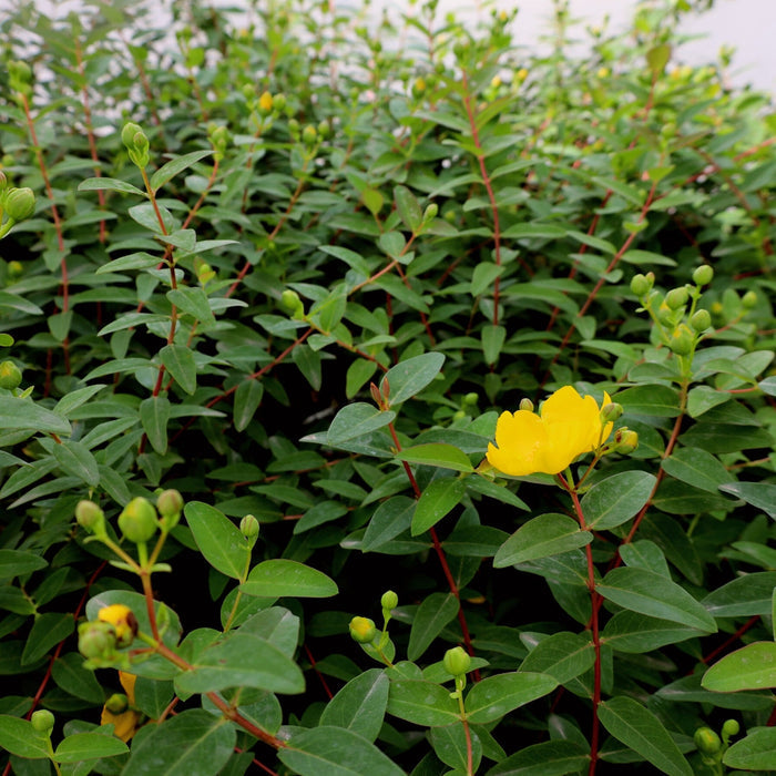 Blue-green foliage and golden yellow blooms on Hidcote St. John’s Wort near a pathway