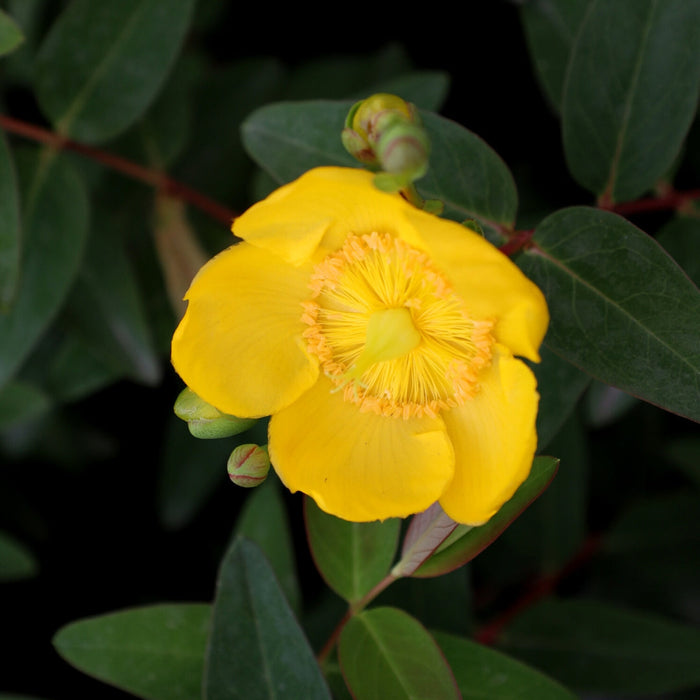 close-up view of hypericum st johns wort flowers