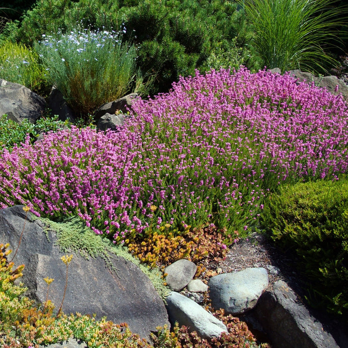 Mediterranean Pink Heather in a rock garden with pink flowers and fine foliage
