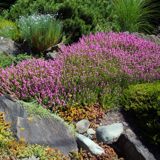 Mediterranean Pink Heather in a rock garden with pink flowers and fine foliage