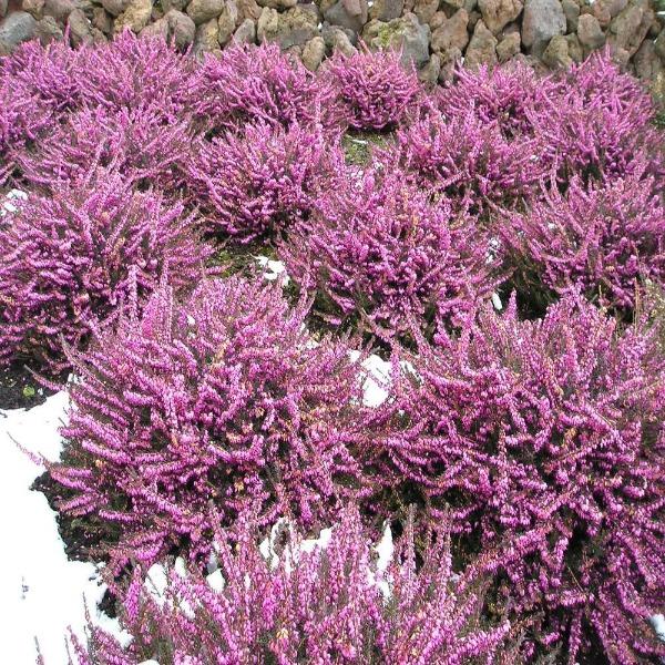 Low mounding Mediterranean Pink Heather used as evergreen ground cover on a slope