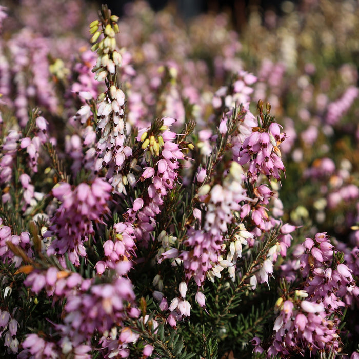 Mediterranean Pink Heather with rosy pink winter blooms and evergreen foliage