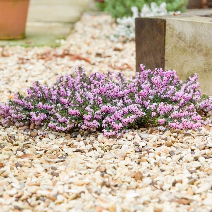 Mediterranean Pink Heather blooming in late winter along a garden border