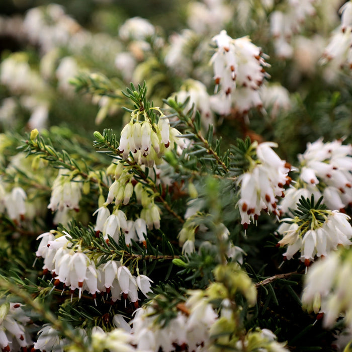 Mediterranean White Heather with delicate white winter blooms and evergreen foliage