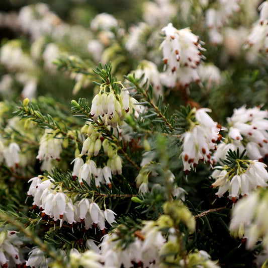 Mediterranean White Heather with delicate white winter blooms and evergreen foliage