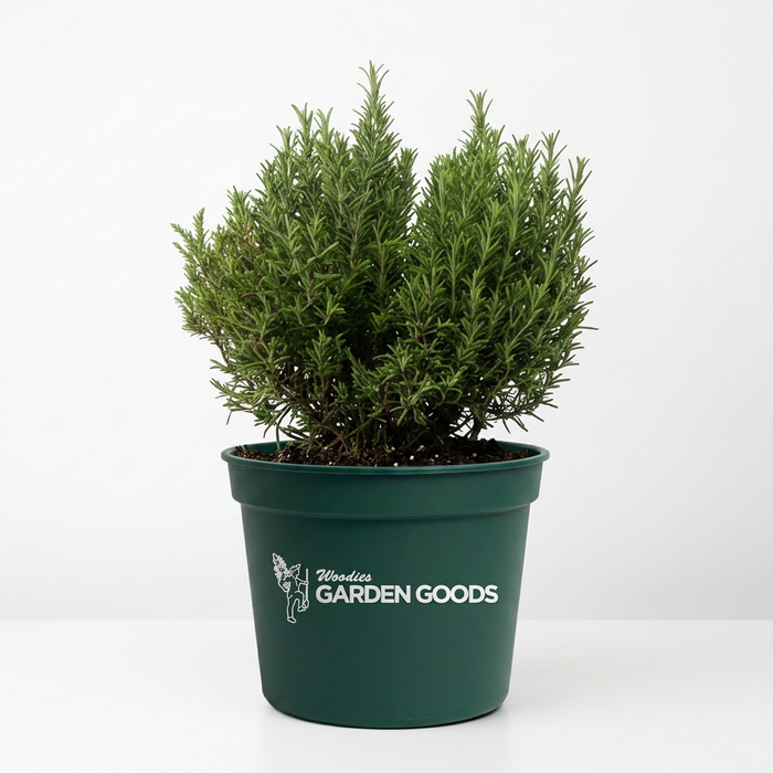 Mediterranean White Heather