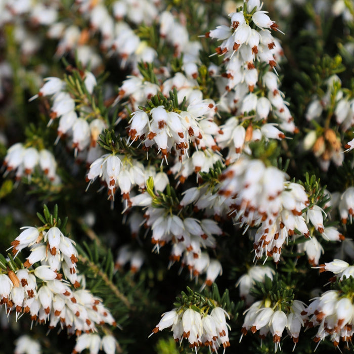 Mediterranean White Heather in a rock garden with white flowers and fine foliage