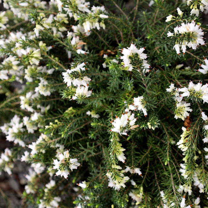 Low mounding Mediterranean White Heather used as evergreen ground cover on a slope