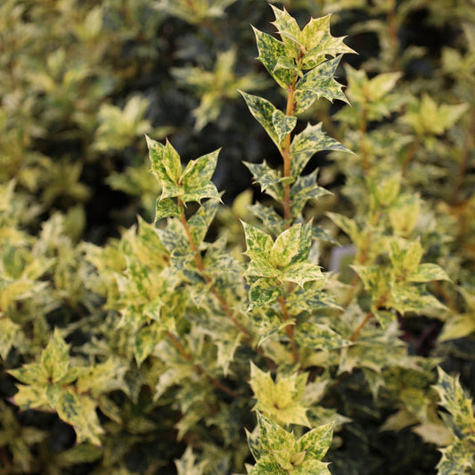 Close-up of Osmanthus heterophyllus Goshiki variegated leaves with cream, gold, and green color