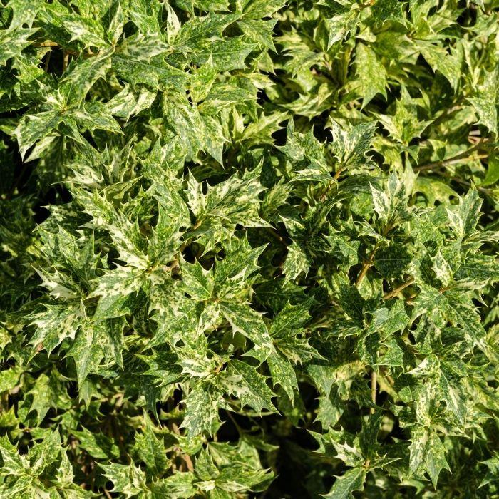 Goshiki False Holly used as a colorful evergreen shrub in a part-shade foundation bed