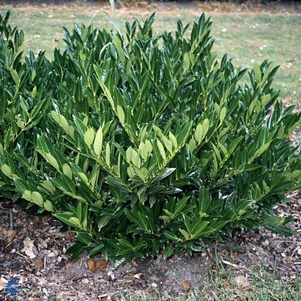 Otto Luyken Cherry Laurel displaying a low spreading evergreen habit with dense glossy foliage in a landscape bed.