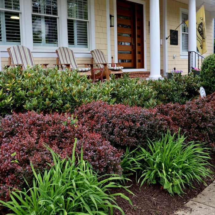 Otto Luyken Cherry Laurel growing in a foundation bed, showing glossy evergreen foliage and broad mounding form.