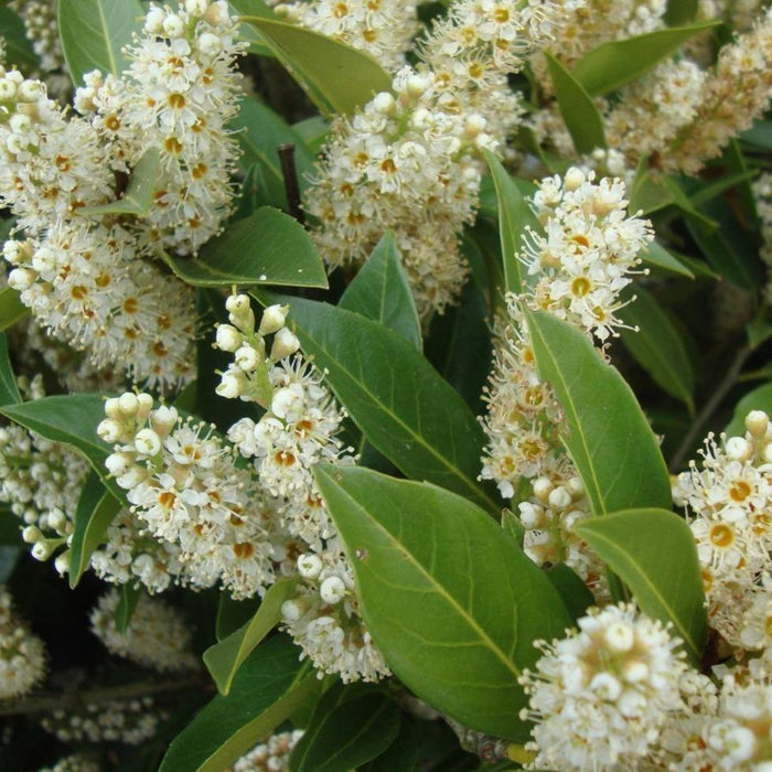 Close-up of Otto Luyken Cherry Laurel flower spikes with creamy white blooms above dark green leaves.