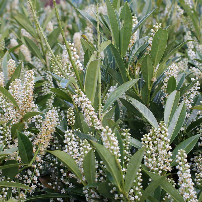 Otto Luyken Cherry Laurel producing masses of white flowers