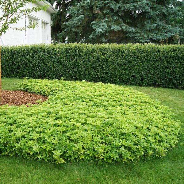 Pachysandra ground cover showing low mounded growth, dense glossy foliage, and spreading evergreen habit across shaded soil.
